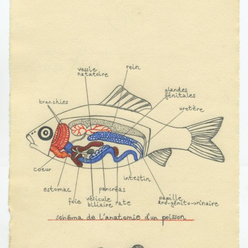 poisson